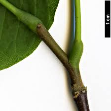 Attēlu rezultāti vaicājumam “Cladrastis kentukea leaf”