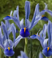 Image result for Iris