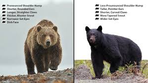 Image result for brown bear