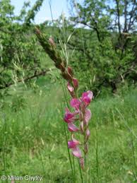 Attēlu rezultāti vaicājumam “Onobrychis arenaria fruit”