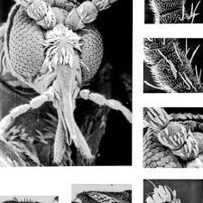 Attēlu rezultāti vaicājumam “Rabdophaga degeeri”