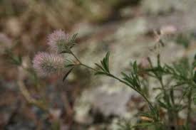 Attēlu rezultāti vaicājumam “Trifolium arvense leaf”