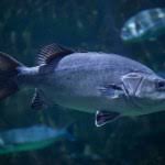 Image result for Polyprion americanus