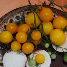 Afbeeldingsresultaat voor earliana tomato