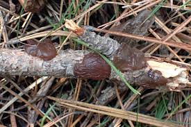 Attēlu rezultāti vaicājumam “Exidia saccharina”