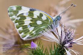 Attēlu rezultāti vaicājumam “Pontia edusa underside”