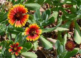 Image result for Gaillardia amblyodon