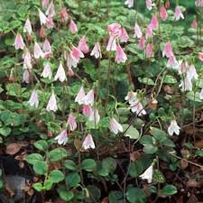 Attēlu rezultāti vaicājumam “Linnaea borealis flower”
