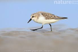 Image result for Calidris ruficollis