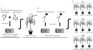 Attēlu rezultāti vaicājumam “Saelania glaucescens sporophyte”