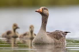 Attēlu rezultāti vaicājumam “Anser anser juvenile”