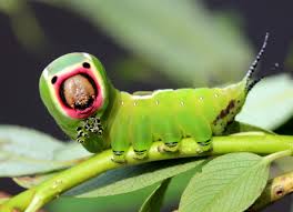 Attēlu rezultāti vaicājumam “Cerura vinula”