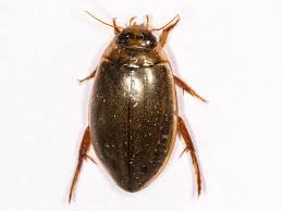 Attēlu rezultāti vaicājumam “Rhantus frontalis”