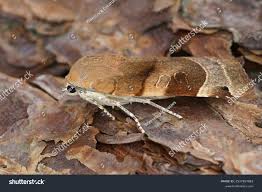 Attēlu rezultāti vaicājumam “Noctua fimbriata larva”