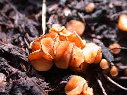 Attēlu rezultāti vaicājumam “Anthracoidea”