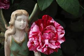 「花薔薇エルフ」の画像検索結果