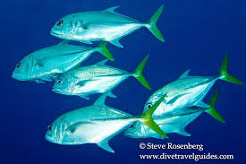 Image result for Caranx latus