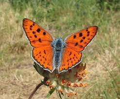 Attēlu rezultāti vaicājumam “Lycaena alciphron”