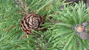 Attēlu rezultāti vaicājumam “Pinus mugo fruit”