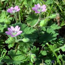 Attēlu rezultāti vaicājumam “Geranium molle flower”