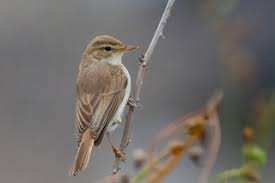 Attēlu rezultāti vaicājumam “Hippolais caligata”