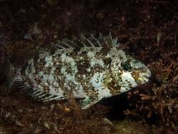 Image result for Siganus rivulatus