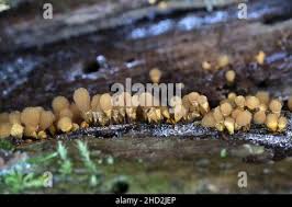 Attēlu rezultāti vaicājumam “Hemitrichia clavata spores”