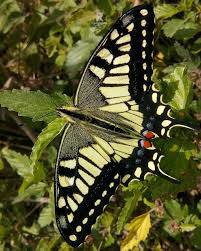 Attēlu rezultāti vaicājumam “Papilio machaon upperside”