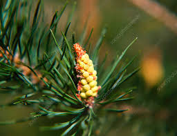 Attēlu rezultāti vaicājumam “Pinus sylvestris male flower”