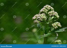 Attēlu rezultāti vaicājumam “Valeriana officinalis bud”