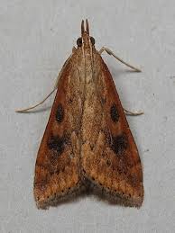 Attēlu rezultāti vaicājumam “Udea fulvalis”