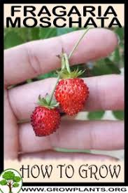 Attēlu rezultāti vaicājumam “Fragaria moschata”