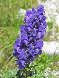 Image result for Aconitum napellus