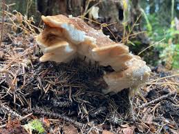 Attēlu rezultāti vaicājumam “Bondarzewia mesenterica”