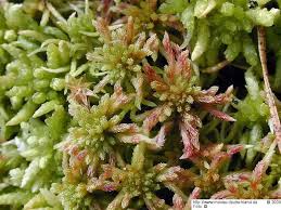 Attēlu rezultāti vaicājumam “Sphagnum russowii”