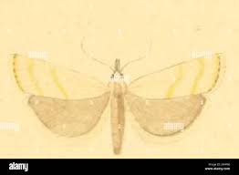 Attēlu rezultāti vaicājumam “Pediasia fascelinella”