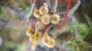 Attēlu rezultāti vaicājumam “Hemitrichia chrysospora young”