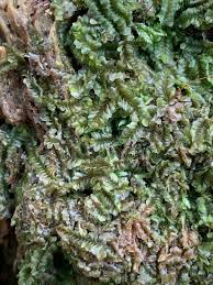 Attēlu rezultāti vaicājumam “Jungermannia leiantha”