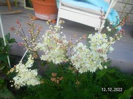 Attēlu rezultāti vaicājumam “Filipendula vulgaris bud”