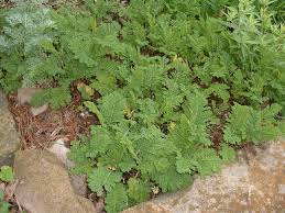 Attēlu rezultāti vaicājumam “Tanacetum vulgare”