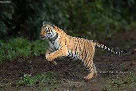 Kuvahaun tulos haulle tigers