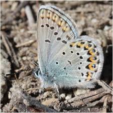 Attēlu rezultāti vaicājumam “Plebejus idas underside”