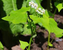 Attēlu rezultāti vaicājumam “Fagopyrum esculentum leaf”