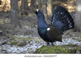 Attēlu rezultāti vaicājumam “Tetrao urogallus”