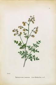 Attēlu rezultāti vaicājumam “Thalictrum minus”