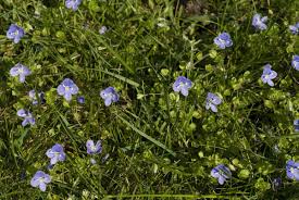 Attēlu rezultāti vaicājumam “Veronica filiformis”