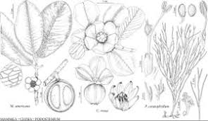 Attēlu rezultāti vaicājumam “Clusiaceae”