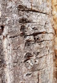 Attēlu rezultāti vaicājumam “Andricus quercuscorticis”