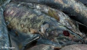 Image result for Oncorhynchus keta