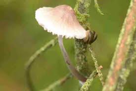 Attēlu rezultāti vaicājumam “Mycena abramsii”